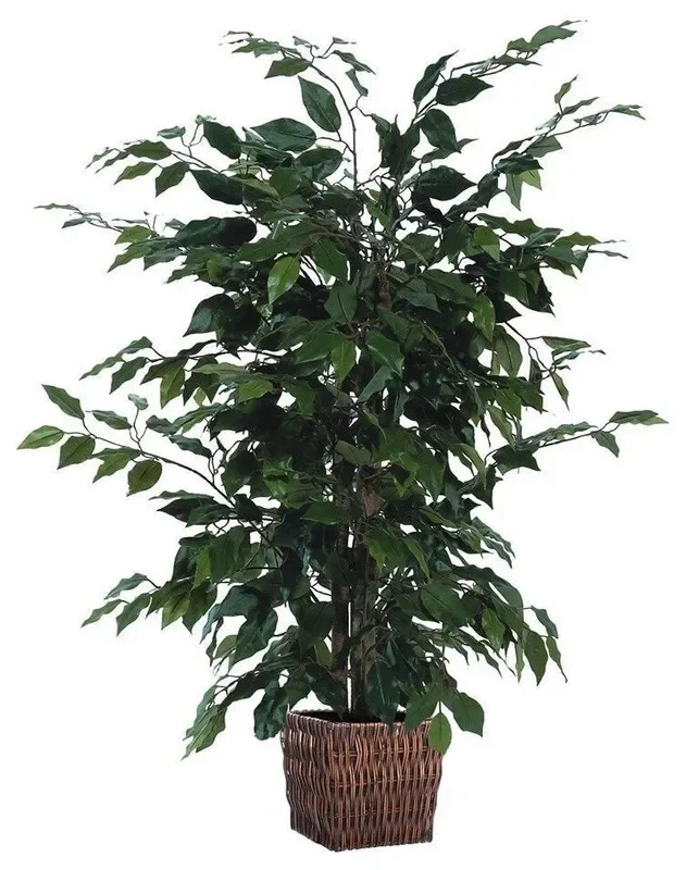 4′ Ficus in Square Willow Container