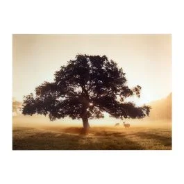 First Light Glass Wall Art